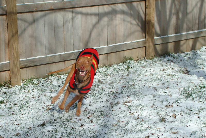 Diesel in the snow