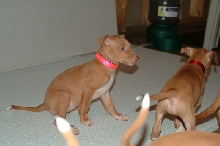 Pink and red girl