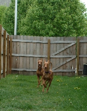 Diesel and Xenia
