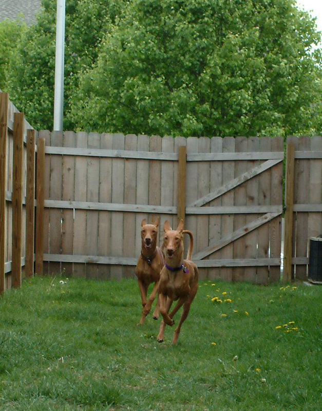 Diesel and Xenia