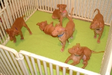 6 puppies