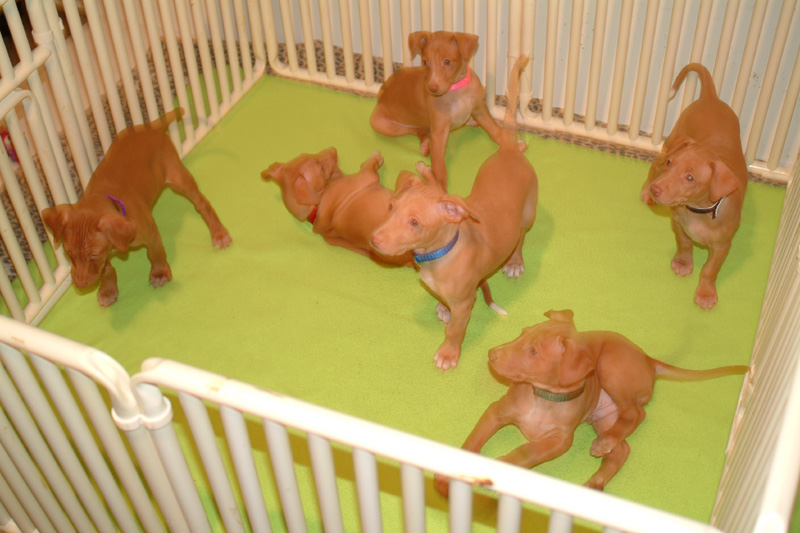 6 puppies