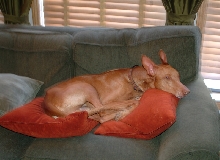 King on his throne