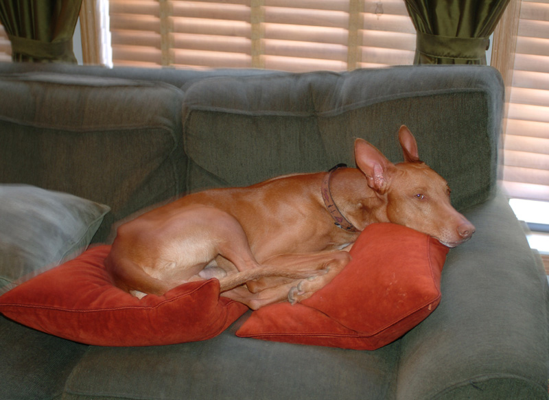 King on his throne