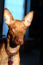 Diesel
