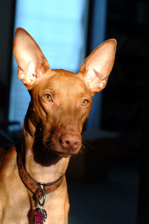 Diesel
