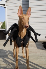 Spider Xenia