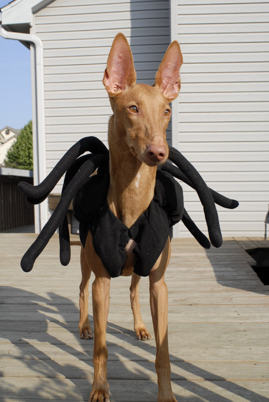 Spider Xenia