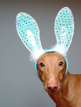Easter Hound