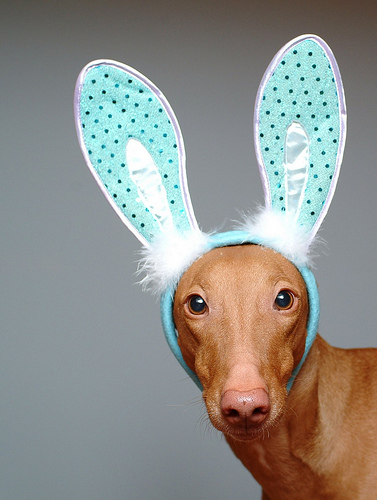 Easter Hound