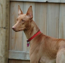 Diesel 1 year