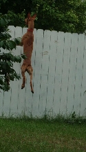 Are there birds over there?