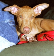 Diesel puppy