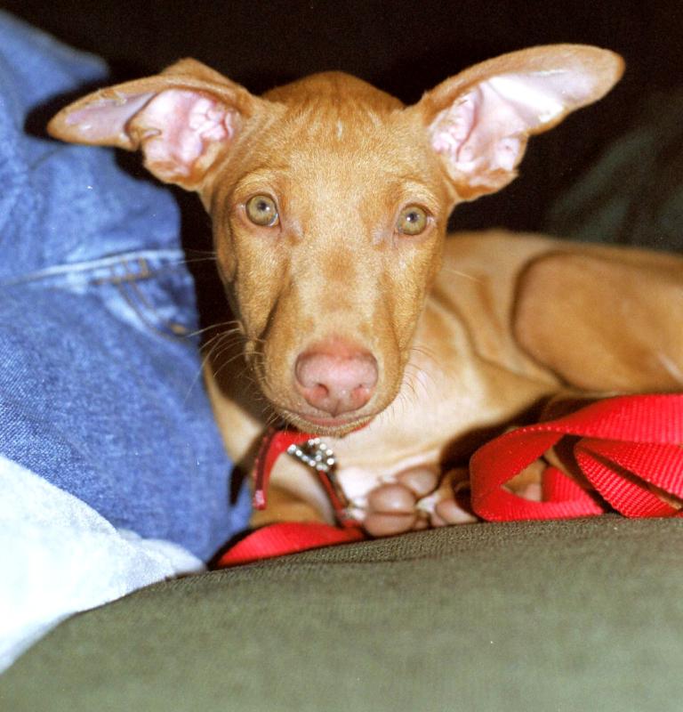 Diesel puppy