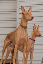 Guard Dogs