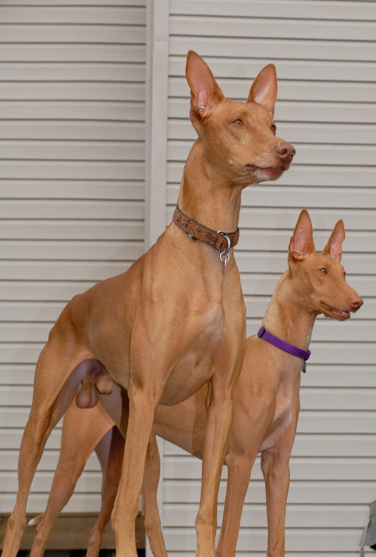 Guard Dogs