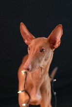 Xenia, the holiday hound