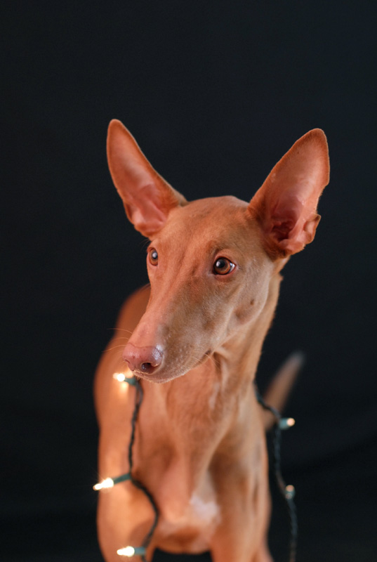 Xenia, the holiday hound