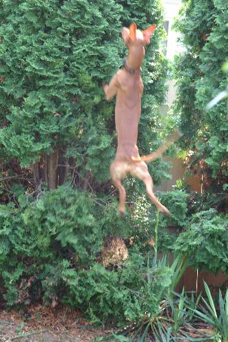 Bird hunting