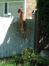 Bird hunting part 2