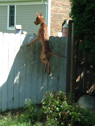 Bird hunting part 2