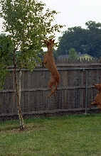 Kismet Midair
