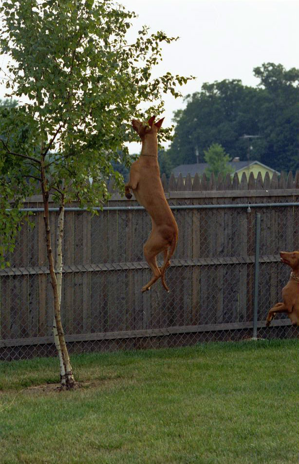 Kismet Midair