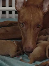 Peanut