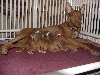 Peanut with her puppies