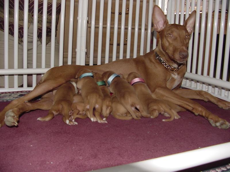 Peanut with her puppies