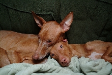 Diesel and Xenia snuggled up