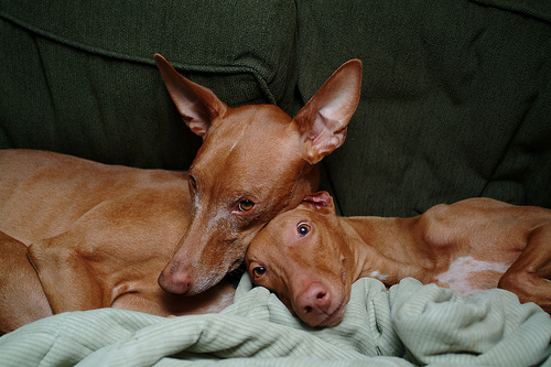 Diesel and Xenia snuggled up