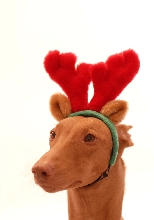 Reindeer