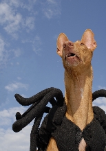 I'm Spider Dog!