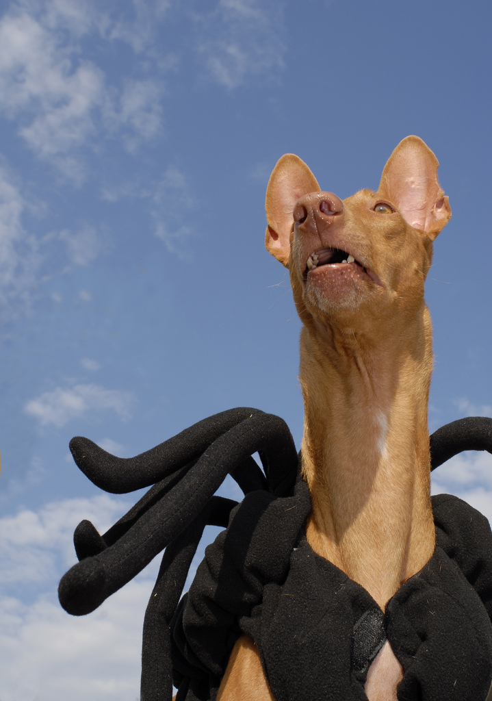 I'm Spider Dog!