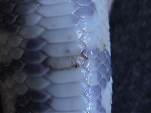 Scale Rot Pic1
