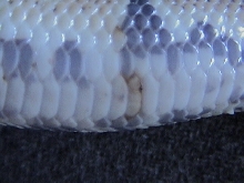 Scale Rot  Pic2