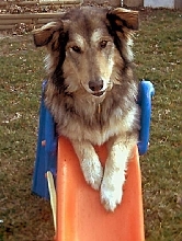 Timber on the Slide