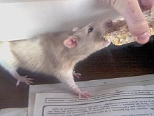 Frisco Ricecake