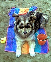 Timber at the Beach