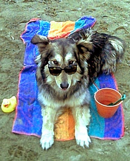 Timber at the Beach