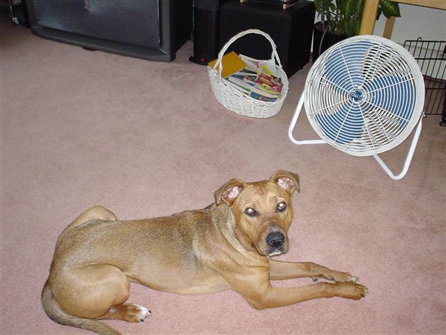 Daisy - Chicken Americanus