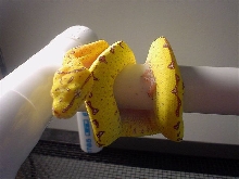 Kaa - GTP