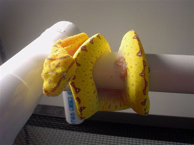 Kaa - GTP
