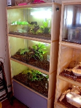 My snake condo