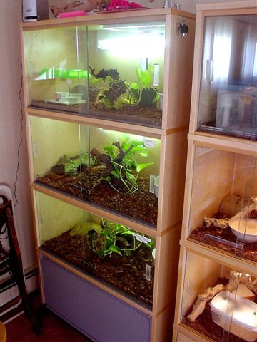 My snake condo