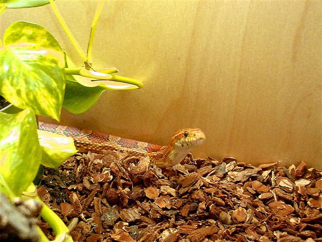 Tigger - Common Corn