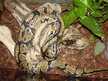 Patches - BP