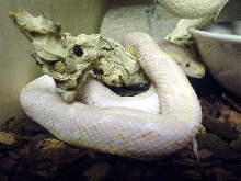Pinkie - Albino
