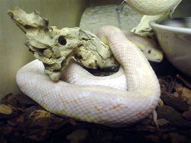 Pinkie - Albino